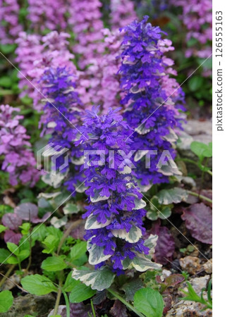 Ajuga Burgundy Glow Ajuga Burgundy Glow 126555163