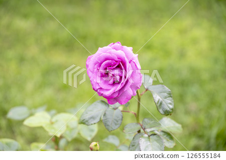Purple roses, roses, purple, flowers, early summer, rainy season, May, image Purple roses, roses, purple, flowers, early summer, rainy season, May, image 126555184