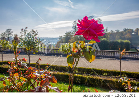 magnificent roses in the classic French garden style (Versailles style) at the Saint-Claude estate 126555201