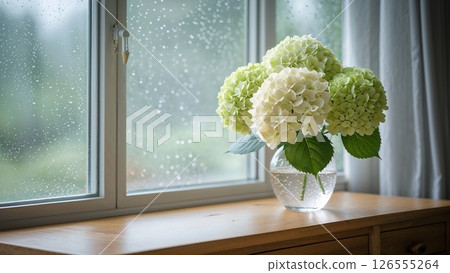白色和綠色的繡球花在雨聲中靜靜地綻放 126555264
