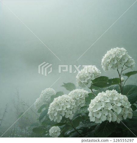 薄霧中盛開的白色繡球花 126555297