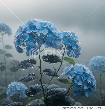 Blue hydrangea blooming in the mist 126555299