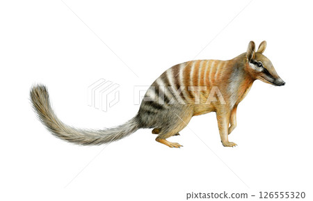 Numbat Australian animal watercolor realistic illustration on white background. Myrmecobius fasciatus marsupial Australia endemic mammal. Numbat cute small anteater side view 126555320