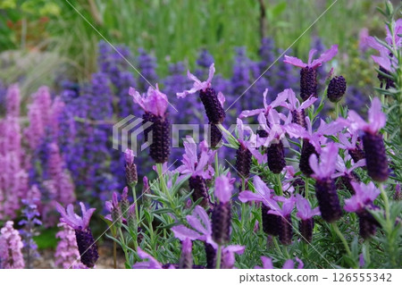 French Lavender French Lavender 126555342