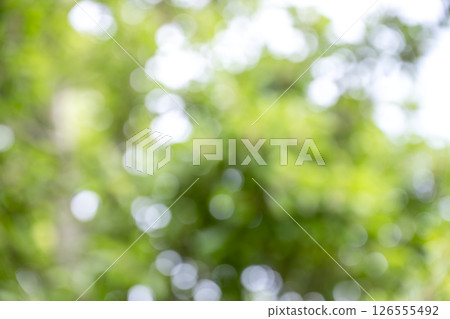 Green, white, plants, trees, sunlight filtering through the trees, out of focus, background material Green, white, plants, trees, sunlight filtering through the trees, out of focus, background material 126555492