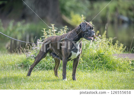 beautiful 3 years old purebred golden brown german boxer dog puppy jumping playing outdoor shooting beautiful 3 years old purebred golden brown german boxer dog puppy jumping playing outdoor shooting 126555658