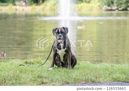 beautiful 3 years old purebred golden brown german boxer dog puppy jumping playing outdoor shooting 126555661