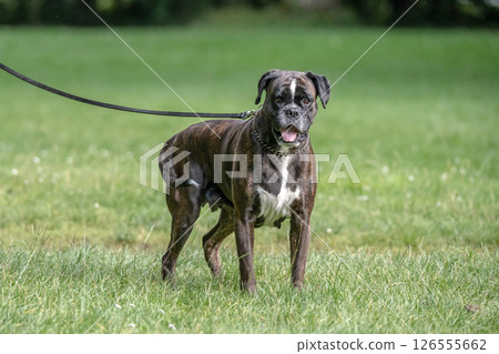 beautiful 3 years old purebred golden brown german boxer dog puppy jumping playing outdoor shooting 126555662
