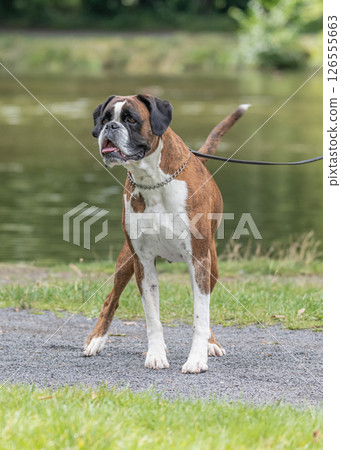 beautiful 3 years old purebred golden brown german boxer dog puppy jumping playing outdoor shooting 126555663