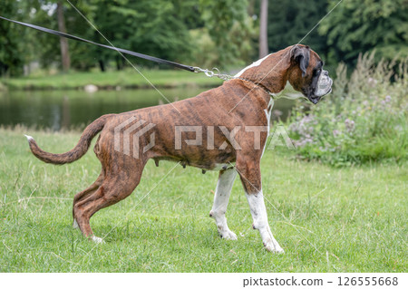 beautiful 3 years old purebred golden brown german boxer dog puppy jumping playing outdoor shooting beautiful 3 years old purebred golden brown german boxer dog puppy jumping playing outdoor shooting 126555668