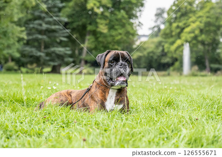 beautiful 3 years old purebred golden brown german boxer dog puppy jumping playing outdoor shooting 126555671