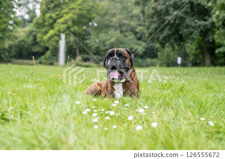 beautiful 3 years old purebred golden brown german boxer dog puppy jumping playing outdoor shooting 126555672