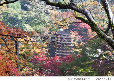 Shishiyama寺廟秋葉 126555715