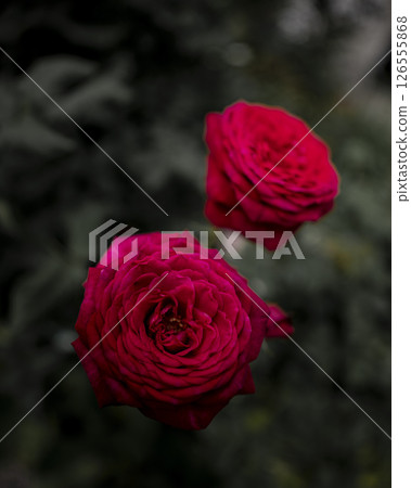 柔和燈光下的玫瑰花 126555868