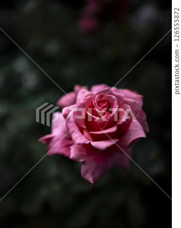 Rose flower in soft light Rose flower in soft light 126555872