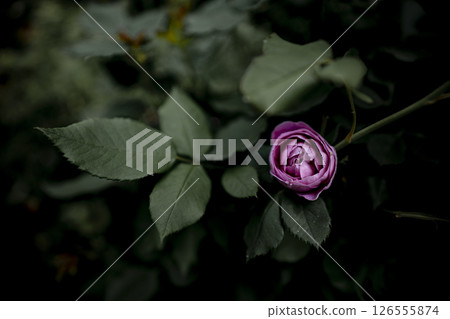 柔和燈光下的玫瑰花 柔和燈光下的玫瑰花 126555874