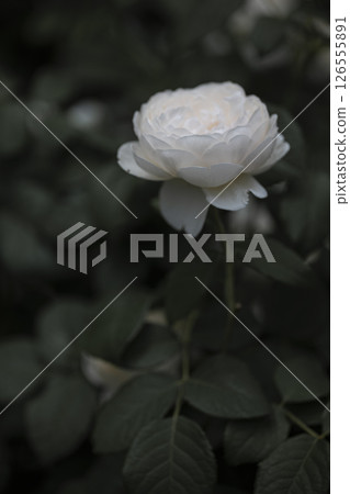 Rose flower in soft light Rose flower in soft light 126555891
