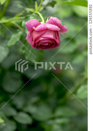 Rose flower in soft light 126555892
