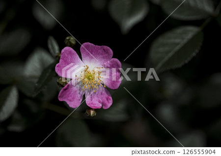 柔和燈光下的玫瑰花 126555904