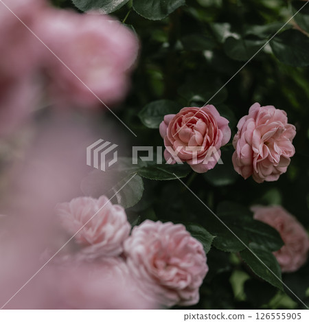 柔和燈光下的玫瑰花 柔和燈光下的玫瑰花 126555905