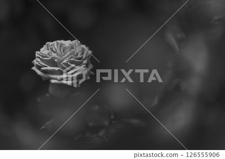 柔和燈光下的玫瑰花 柔和燈光下的玫瑰花 126555906