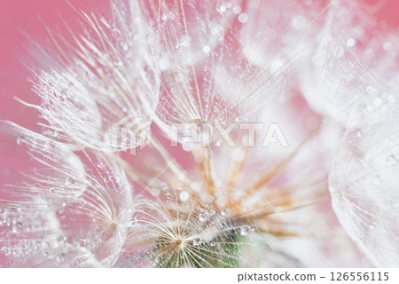 Dandelion and Water Drop. Macro of dandelion seed with a water droplet on soft pink and purple background symbolizing clarity, elegance, focus, and visionary business or beauty concepts 126556115