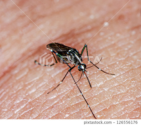 Aedes albopictus sucking blood 126556176