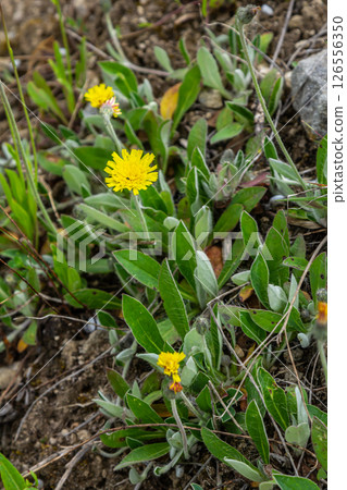Hieracium pilosella flowers on a summer meadow Hieracium pilosella flowers on a summer meadow 126556350
