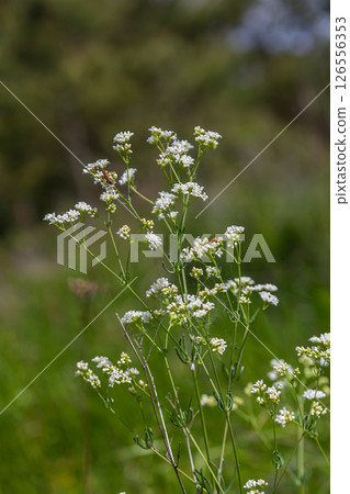 Shoots from the wild plant Galium palustre 126556353