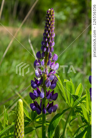 Lupinus, lupin, lupine field with pink purple and blue flowers Lupinus, lupin, lupine field with pink purple and blue flowers 126556356