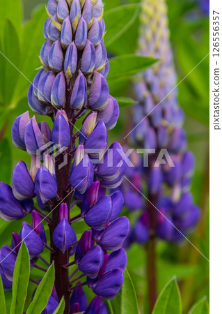 Lupinus, lupin, lupine field with pink purple and blue flowers Lupinus, lupin, lupine field with pink purple and blue flowers 126556357