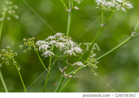 Chaerophyllum aureum Golden Chervil Golden Chervil 126556362