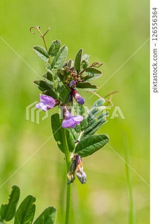 Vicia sepium or bush vetch is a plant species of the genus Vicia. Bush vetch Vicia sepium blooming on a meadow Vicia sepium or bush vetch is a plant species of the genus Vicia. Bush vetch Vicia sepium blooming on a meadow 126556364