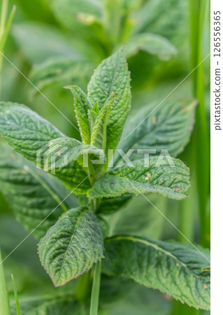 Moroccan mint leaf Latin name Mentha spicata, Moroccan Moroccan mint leaf Latin name Mentha spicata, Moroccan 126556365