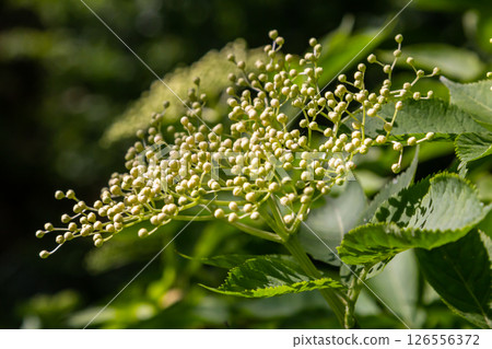 Flower buds and flowers of the Black Elder in spring, Sambucus nigra 126556372