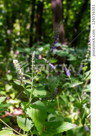 Scutellaria altissima or tall skullcapsmall blue snapdragon-like flowers with green 126556381
