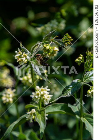 Vincetoxicum hirundinaria. Close up of white swallow wort.Vincetoxicum in the family Apocynaceae Vincetoxicum hirundinaria. Close up of white swallow wort.Vincetoxicum in the family Apocynaceae 126556382