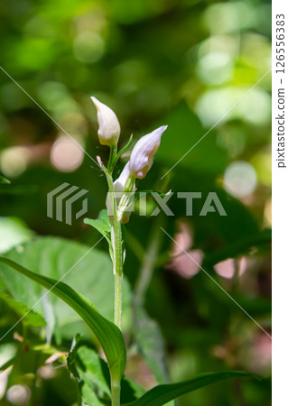 Cephalanthera longifolia, the narrow-leaved helleborine, sword-leaved helleborine or long-leaved helleborine, is a rhizomatous herbaceous perennial plant in the family Orchidaceae Cephalanthera longifolia, the narrow-leaved helleborine, sword-leaved helleborine or long-leaved helleborine, is a rhizomatous herbaceous perennial plant in the family Orchidaceae 126556383
