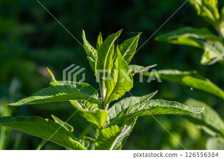 Mentha, also known as mint, used as a spice for tea and flavoring of food and other drinks Mentha, also known as mint, used as a spice for tea and flavoring of food and other drinks 126556384