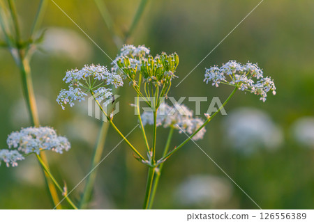 Chaerophyllum hirsutum roseum - pink umbels of hairy chervil 126556389