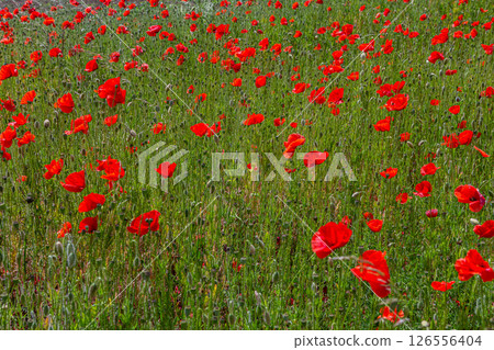 Papaver rhoeas or common poppy, red poppy is an annual herbaceous flowering plant in the poppy family, Papaveraceae, with red petals Papaver rhoeas or common poppy, red poppy is an annual herbaceous flowering plant in the poppy family, Papaveraceae, with red petals 126556404