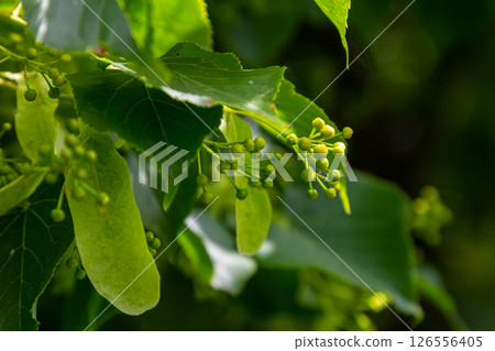 Linden, linden blossom with green leaves on a tree in summer 126556405