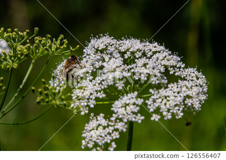 white inflorescence and green leaves of Aethusa cynapium plant 126556407