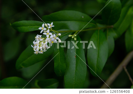 The blossoming bush a privet ordinary Ligustrum vulgare The blossoming bush a privet ordinary Ligustrum vulgare 126556408