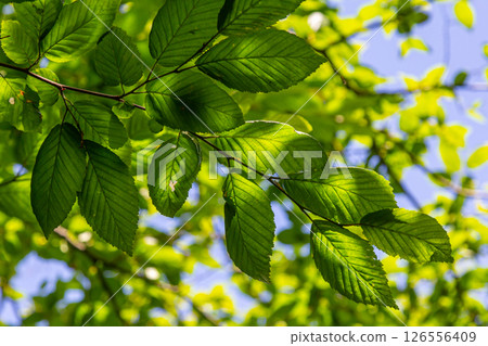 Bright green hornbeam tree leaves in front of the sky. Forest nature background 126556409