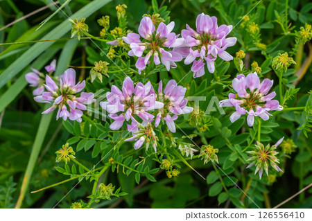 the flowers of Securigera varia - crownvetch, purple crown vetch 126556410
