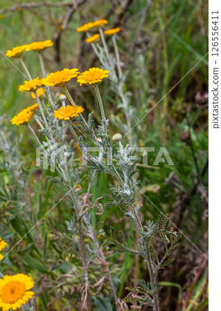 Feathery foliage and yellow flowers of Cota tinctoria Kelwayi in June Feathery foliage and yellow flowers of Cota tinctoria Kelwayi in June 126556411
