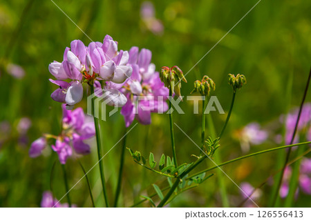 the flowers of Securigera varia - crownvetch, purple crown vetch the flowers of Securigera varia - crownvetch, purple crown vetch 126556413