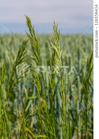 Bromegrass seed heads with blurry background. Bromus is a large genus of grasses, classified as Bromeae. They are commonly known as bromes, brome grasses, cheat grasses or chess grasses 126556414