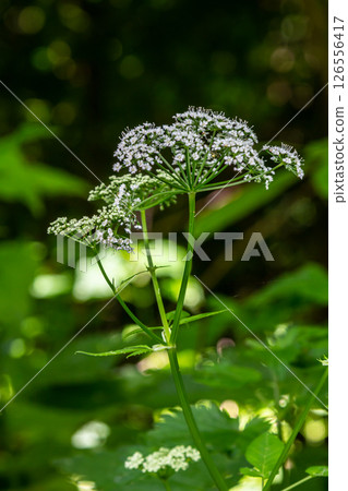 Chaerophyllum aureum Golden Chervil Golden Chervil Chaerophyllum aureum Golden Chervil Golden Chervil 126556417